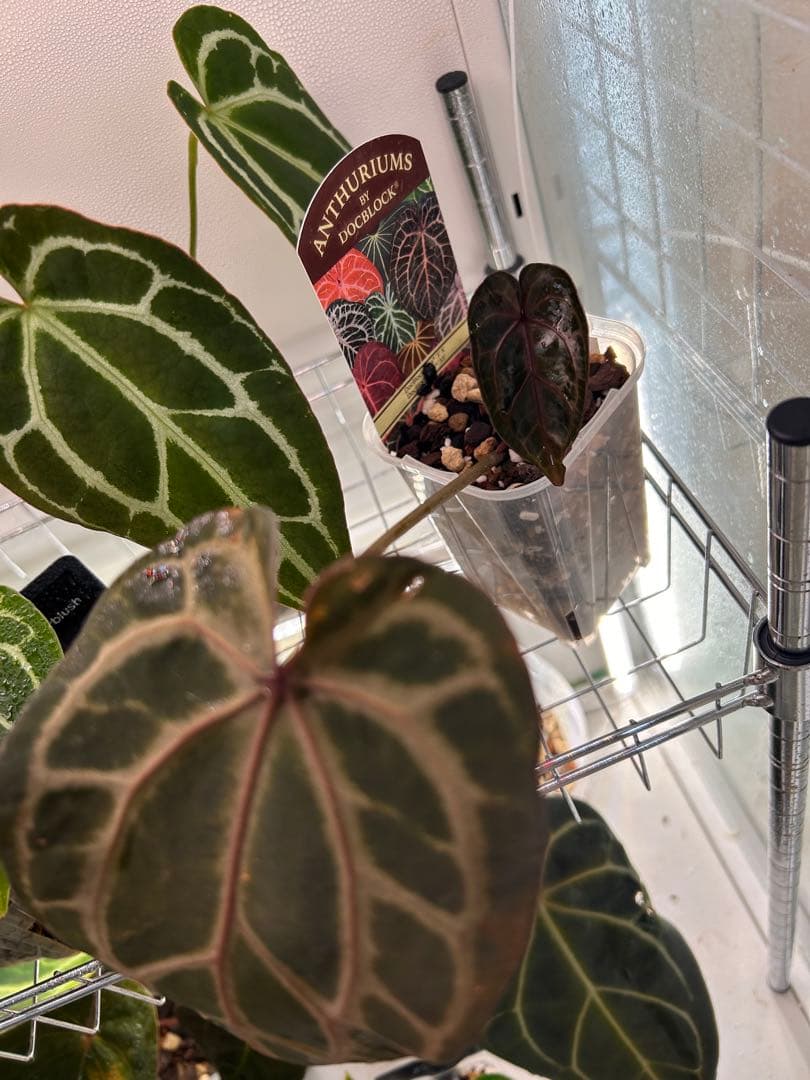 梨*♪様 アンスリウム　ドックブロック　ZARA x ZARA