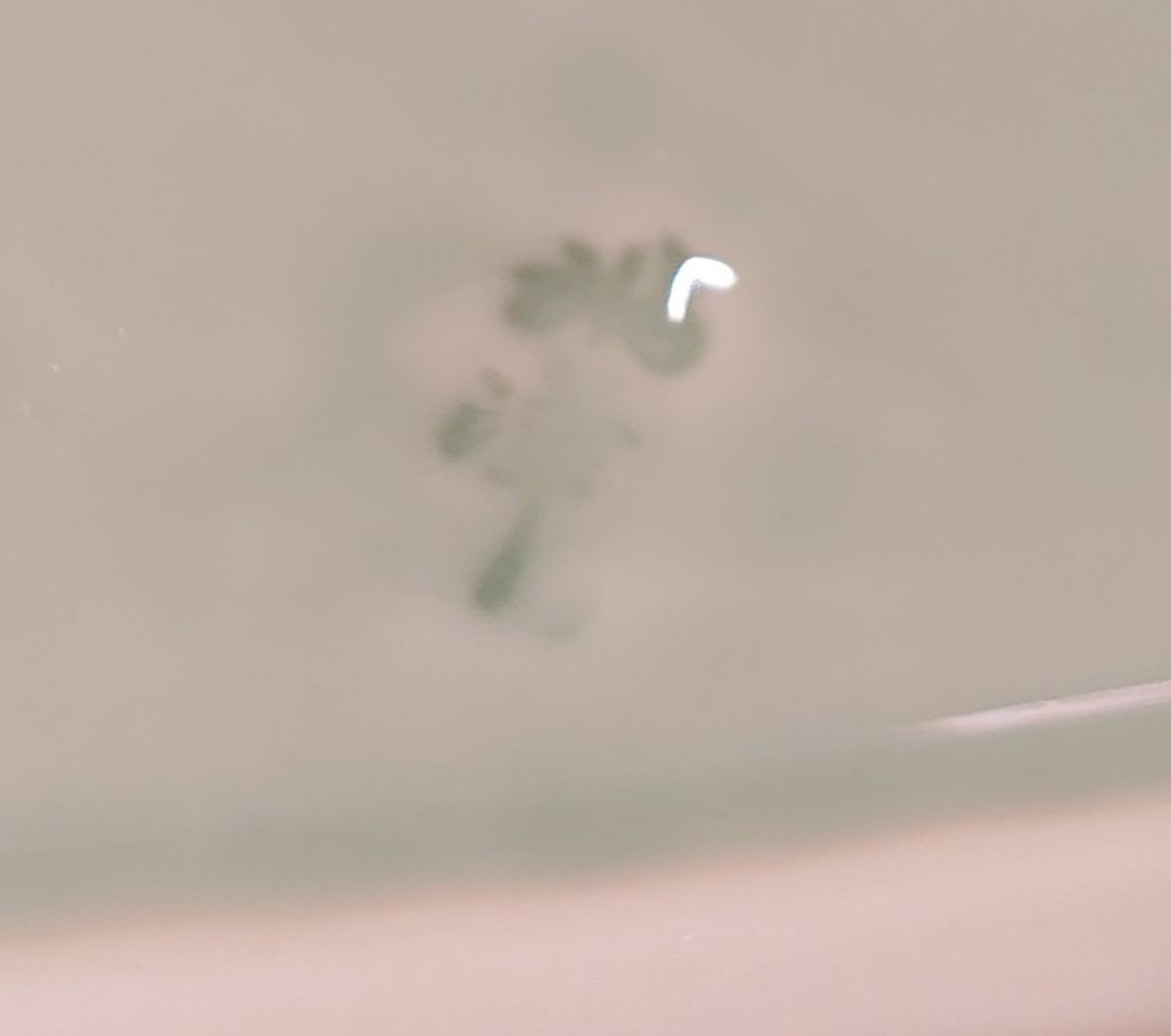 有田焼 波佐見焼 ヒラメ 魚型盛り皿