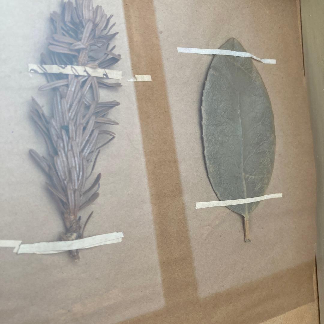 パリ　フランス製　アンティーク　押し花　ビンテージ　葉のボックスコラージュ 2