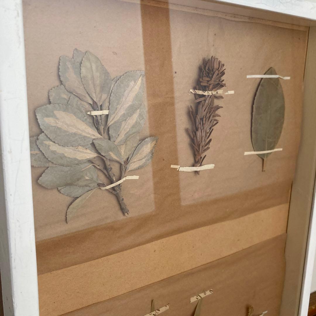 パリ　フランス製　アンティーク　押し花　ビンテージ　葉のボックスコラージュ 2