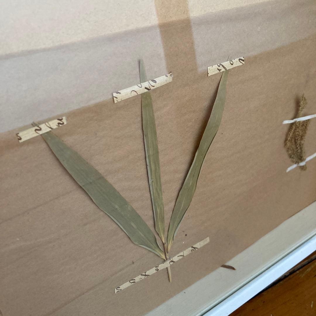 パリ　フランス製　アンティーク　押し花　ビンテージ　葉のボックスコラージュ 2