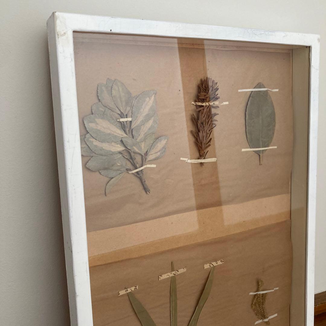 パリ　フランス製　アンティーク　押し花　ビンテージ　葉のボックスコラージュ 2