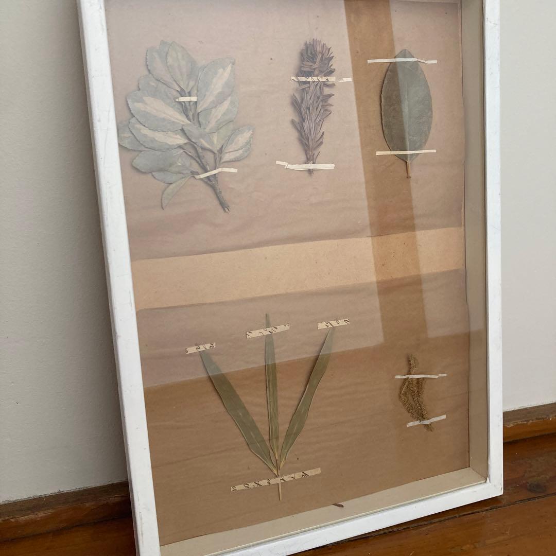 パリ　フランス製　アンティーク　押し花　ビンテージ　葉のボックスコラージュ 2