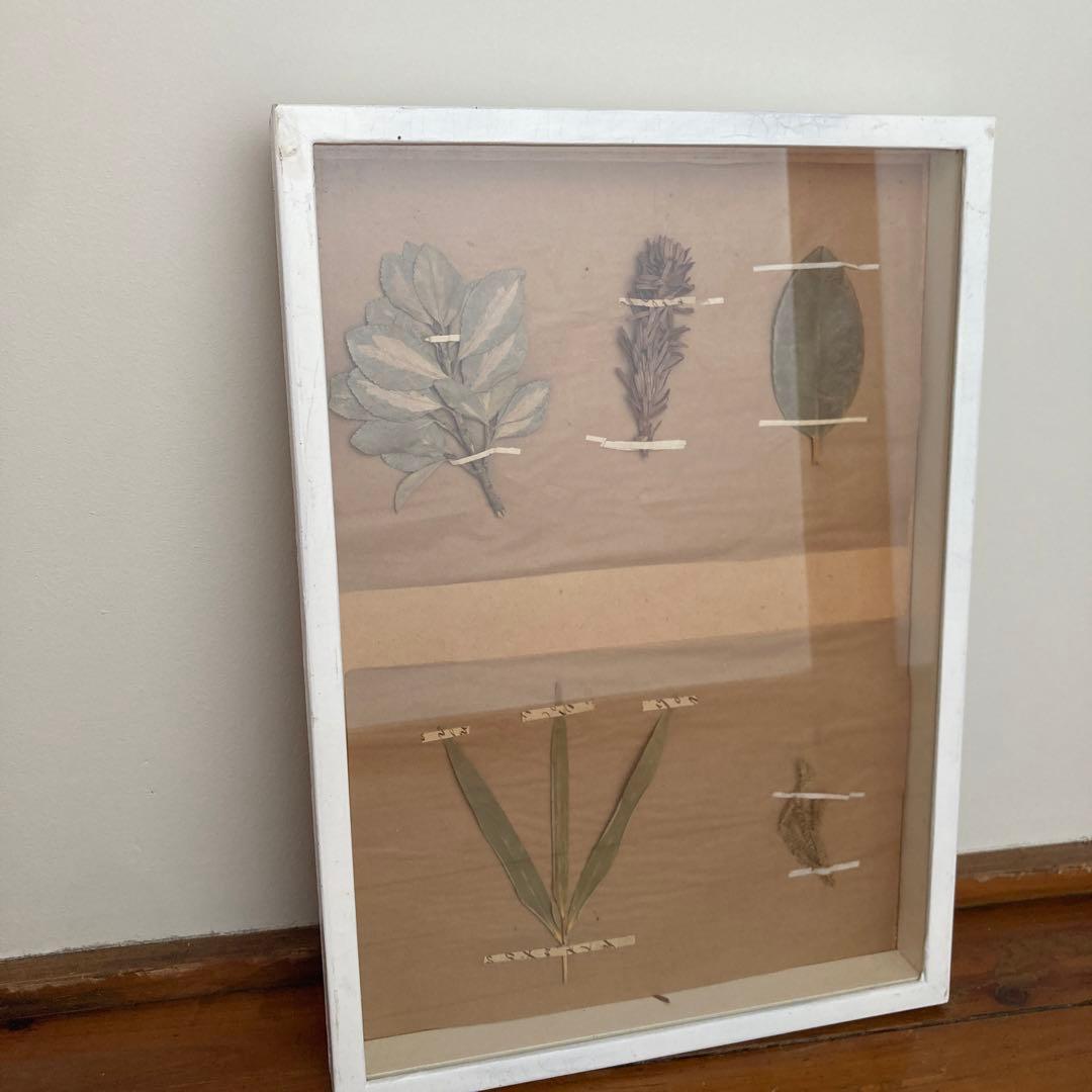 パリ　フランス製　アンティーク　押し花　ビンテージ　葉のボックスコラージュ 2