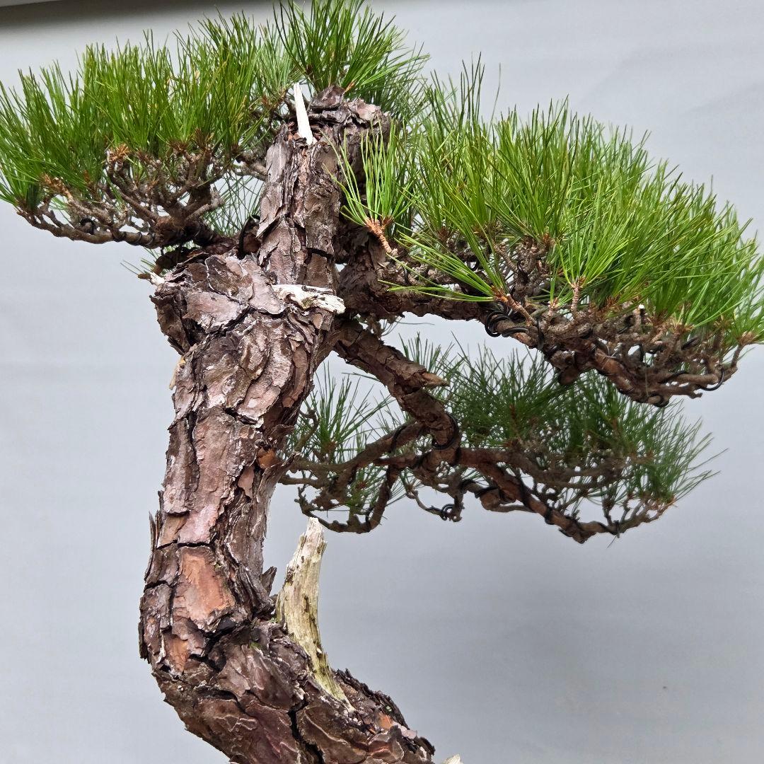赤松　[捻幹模様木]　大品盆栽
