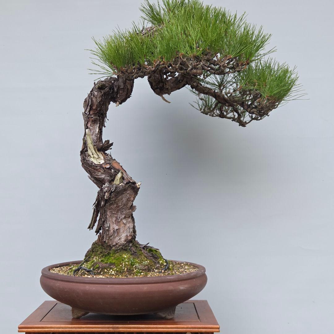 赤松　[捻幹模様木]　大品盆栽