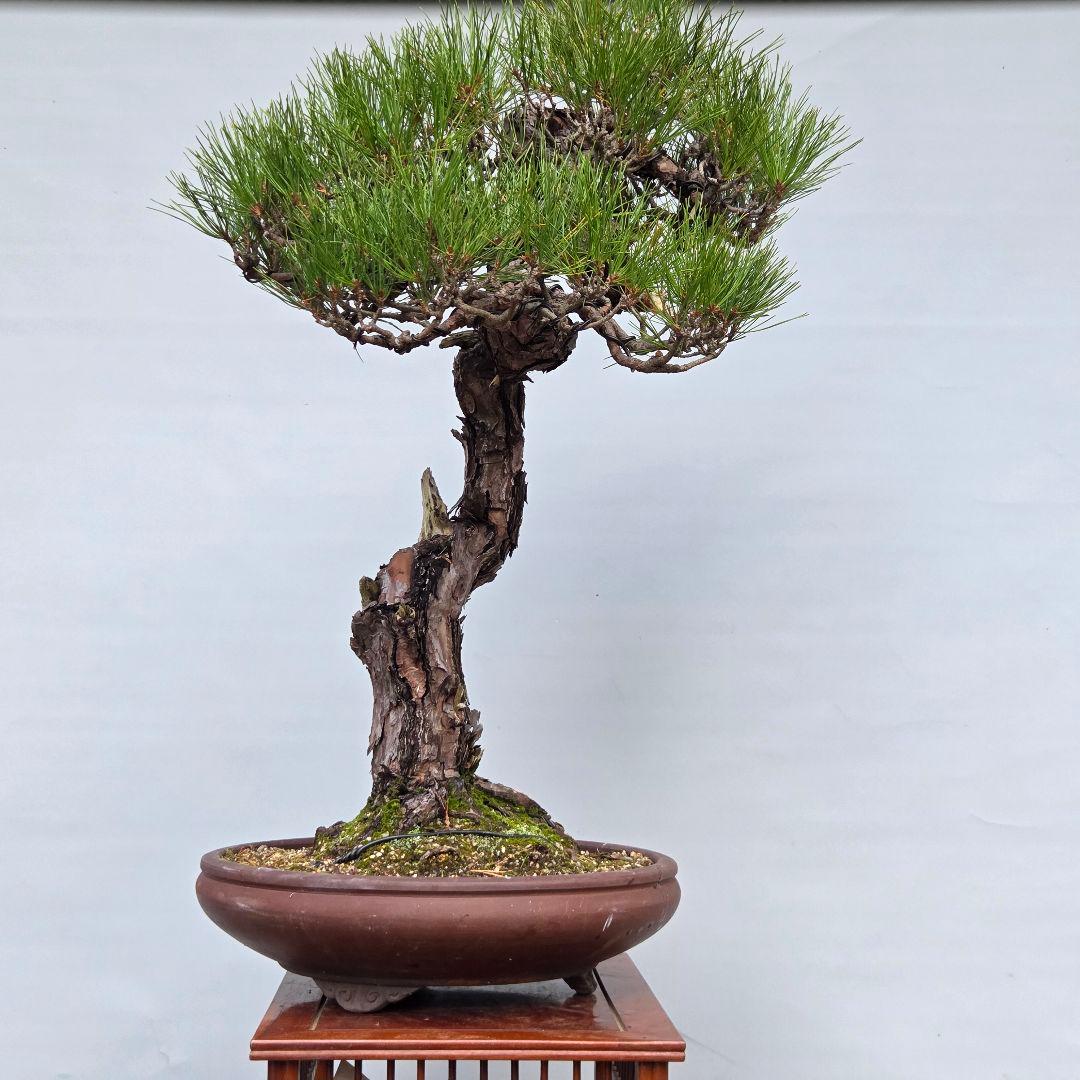 赤松　[捻幹模様木]　大品盆栽