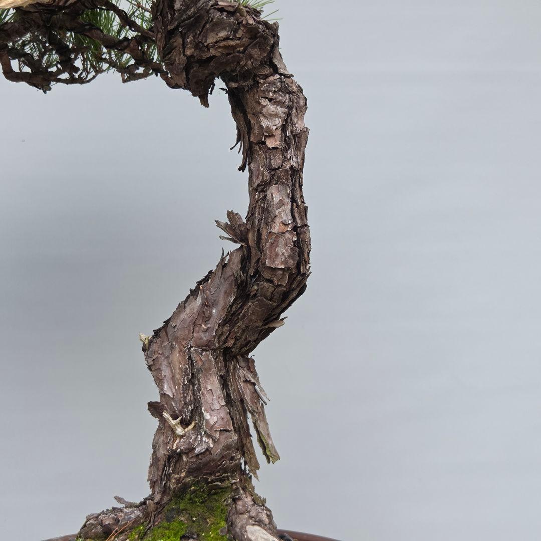 赤松　[捻幹模様木]　大品盆栽