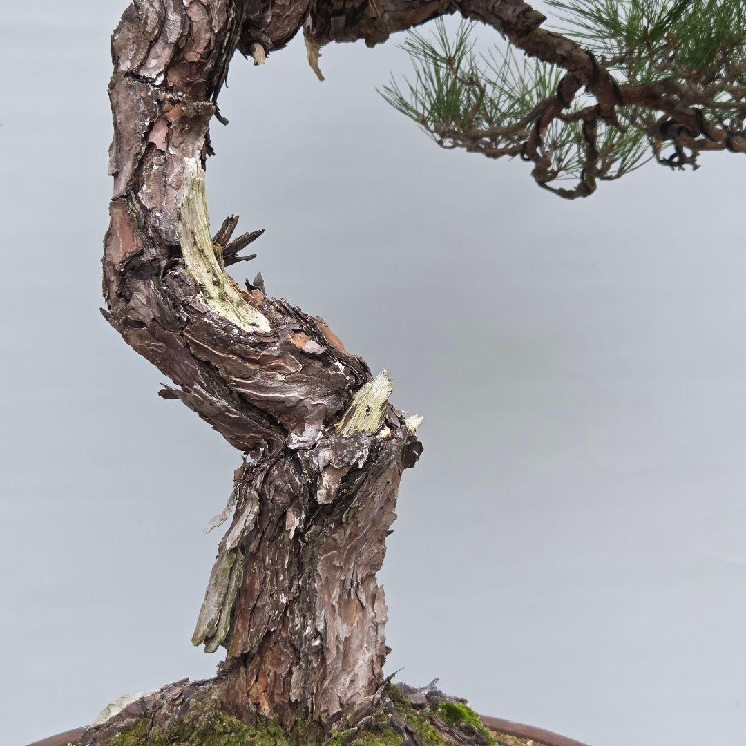 赤松　[捻幹模様木]　大品盆栽