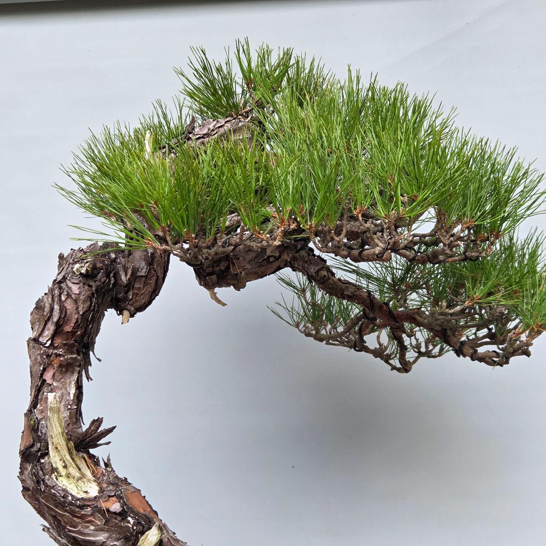 赤松　[捻幹模様木]　大品盆栽