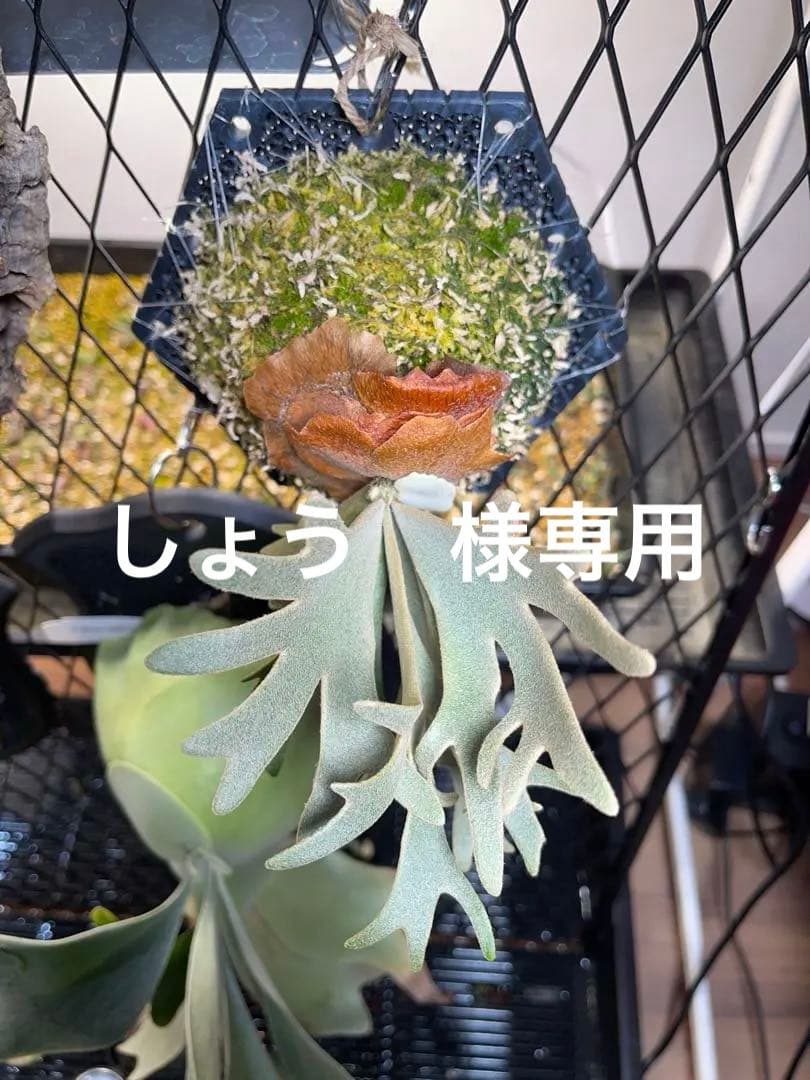 しょう→P.willinckii nano spore ナノ スポア