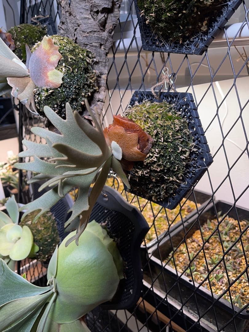 しょう→P.willinckii nano spore ナノ スポア