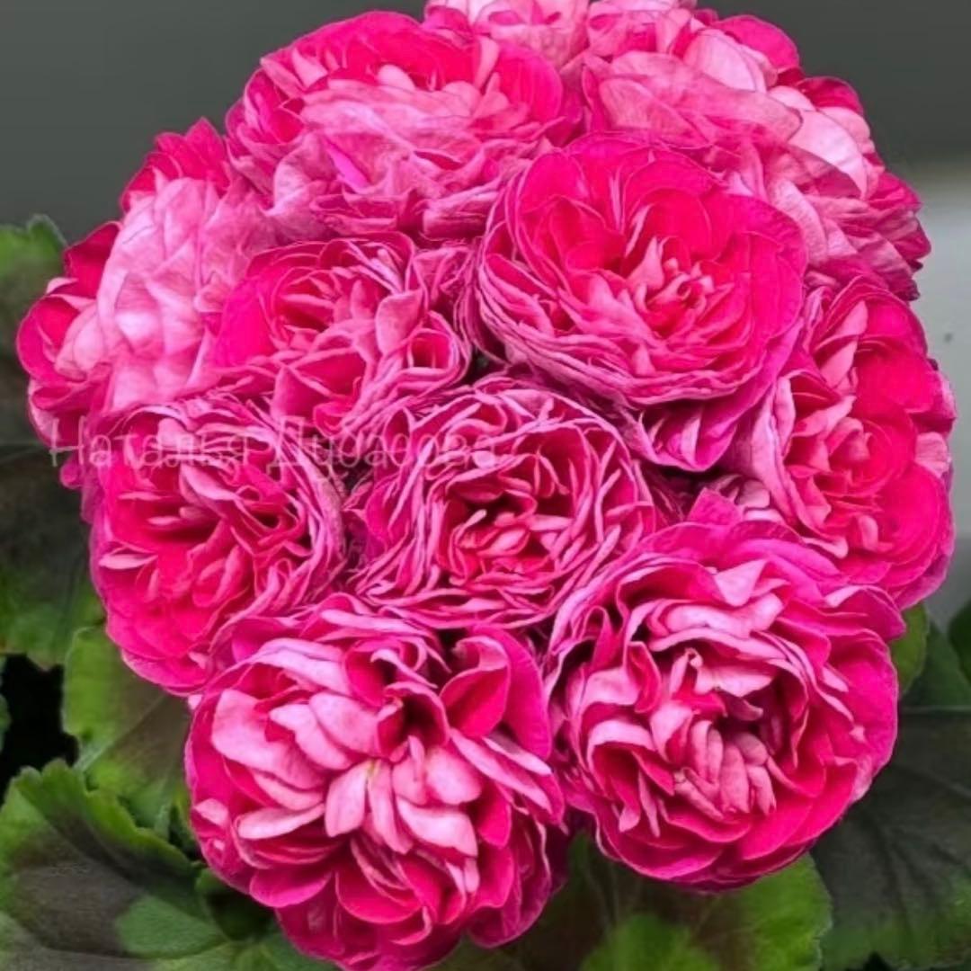 ふりふり咲きゼラニウム　レア品種ゼラニウム　希少ゼラニウム　Praline01