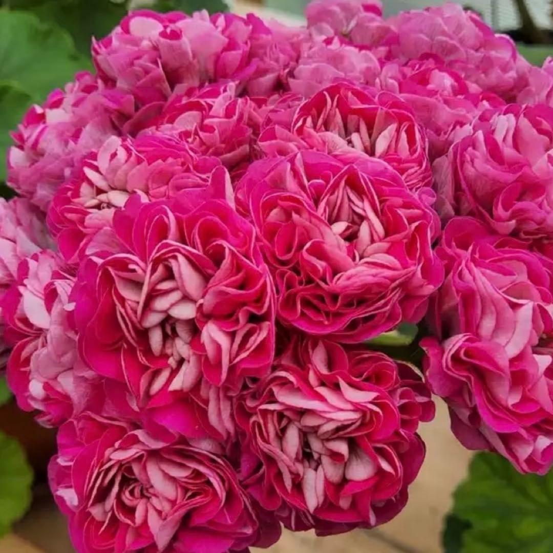 ふりふり咲きゼラニウム　レア品種ゼラニウム　希少ゼラニウム　Praline01