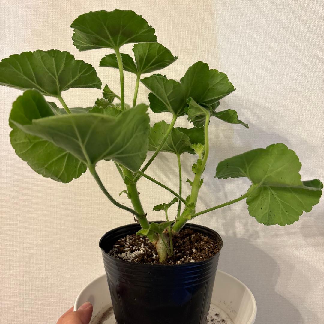 ふりふり咲きゼラニウム　レア品種ゼラニウム　希少ゼラニウム　Praline01