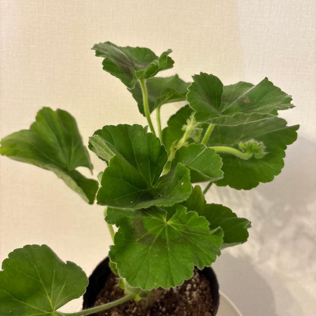 ふりふり咲きゼラニウム　レア品種ゼラニウム　希少ゼラニウム　Praline01