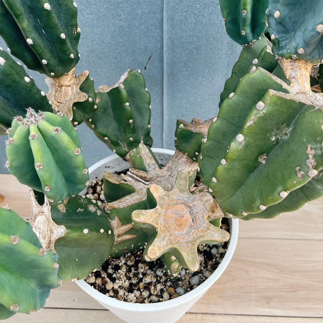 ［現品］16番　柱サボテン　鬼面角 ブランチ　8号　多肉植物　おしゃれ　人気