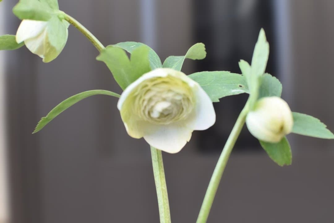 認定　ホワイトアフロディーテ　クリスマスローズ開花株