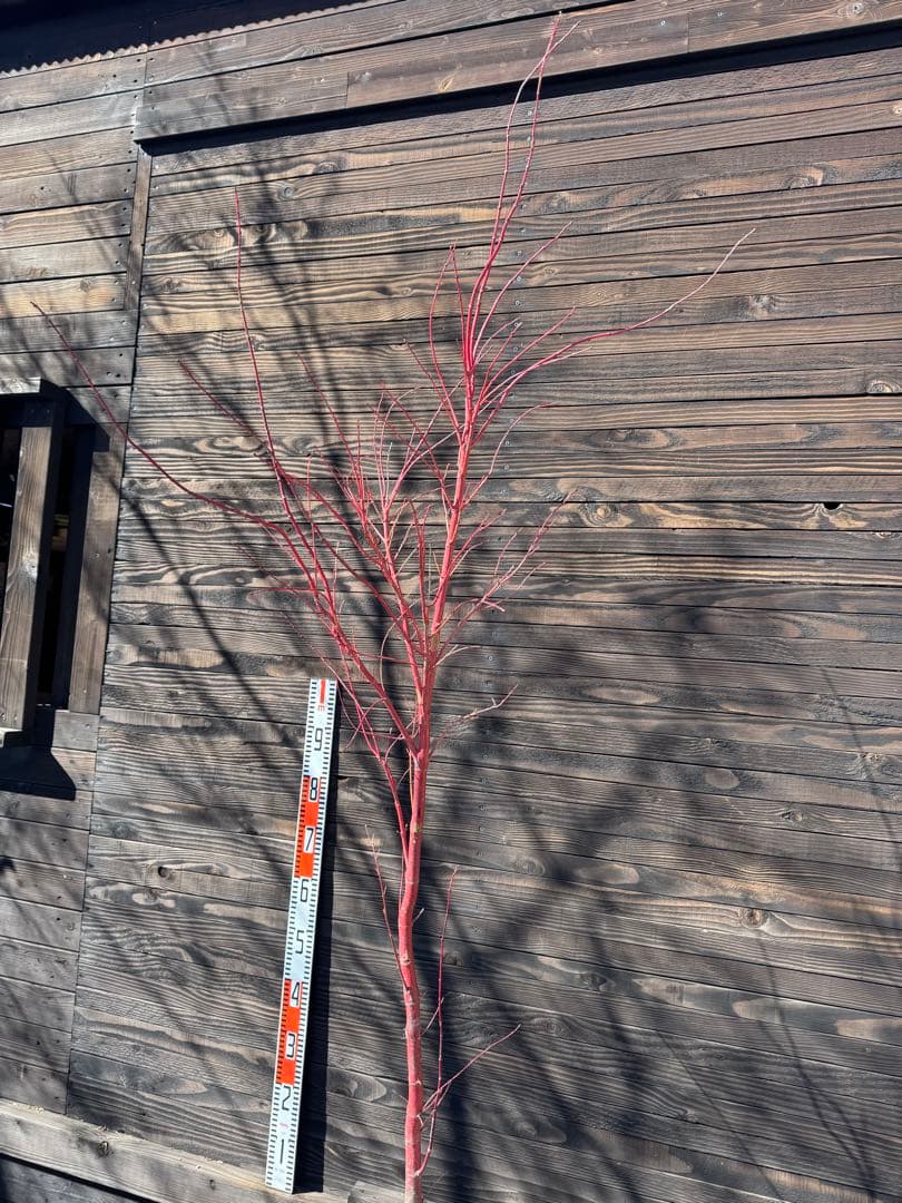 モミジ/サンゴカク（珊瑚閣 ）【現品発送】管理80037