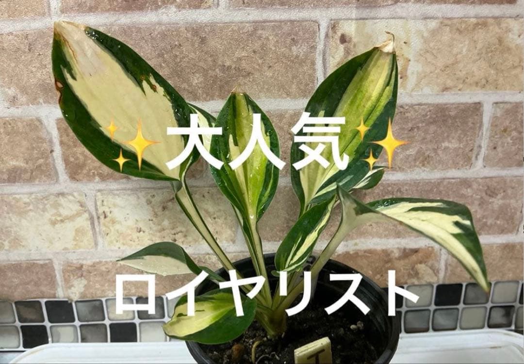 ホスタ　✨大人気のロイヤリスト✨