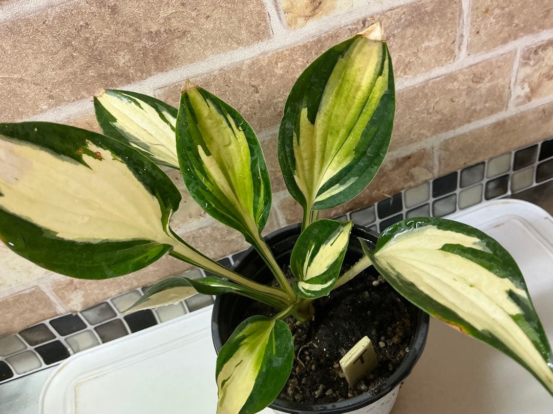 ホスタ　✨大人気のロイヤリスト✨