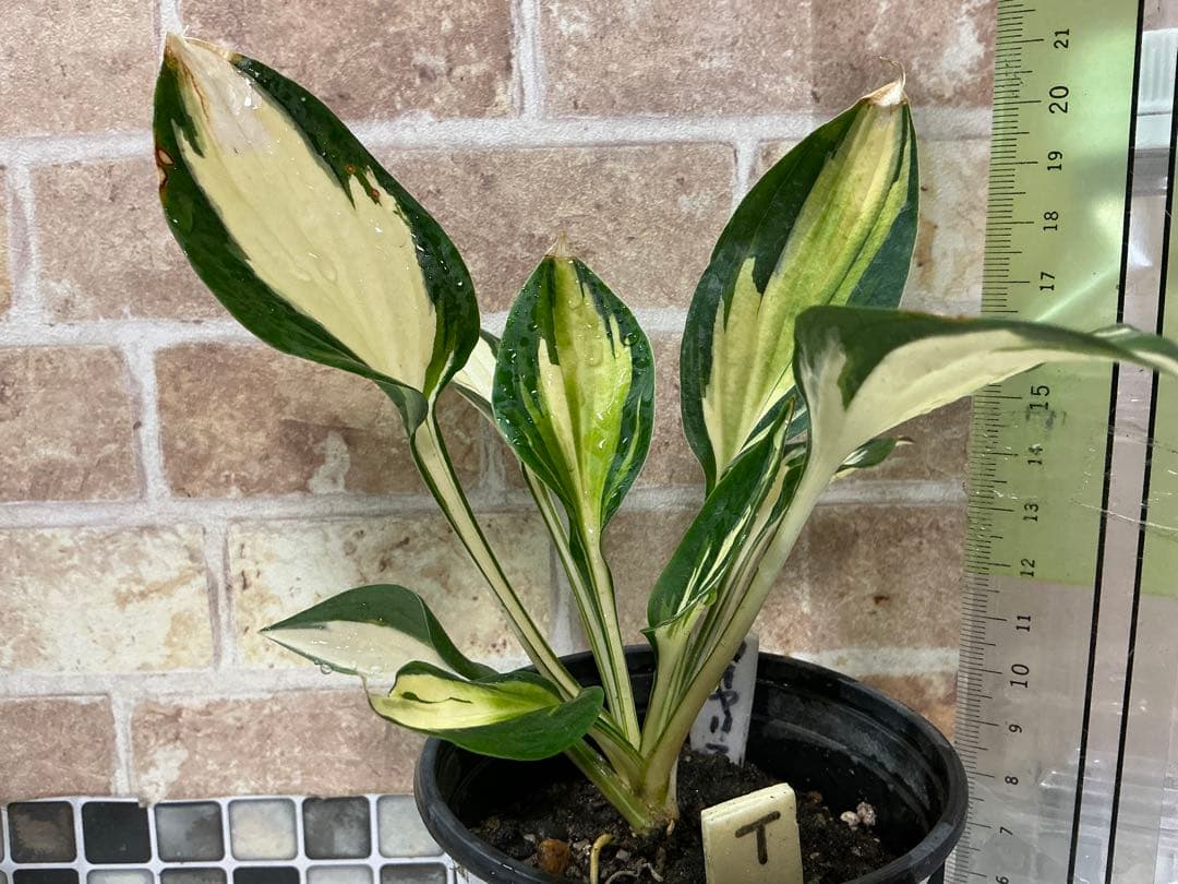 ホスタ　✨大人気のロイヤリスト✨