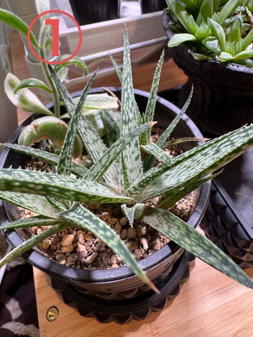 ※購入不可 確認用 アロエハイブリッド