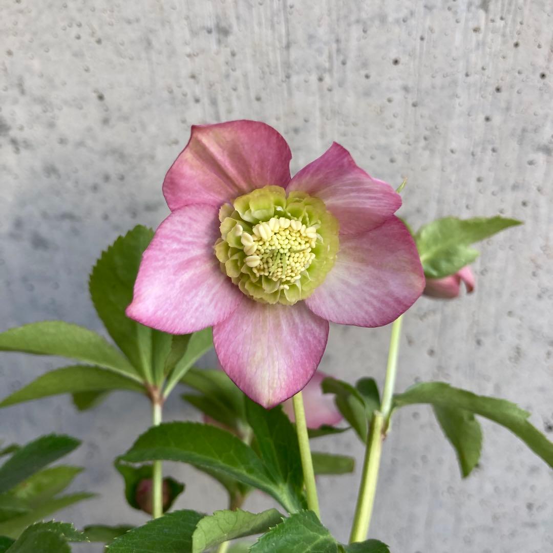 クリスマスローズ５　開花株　4.5寸ポット苗 　認定モーリー