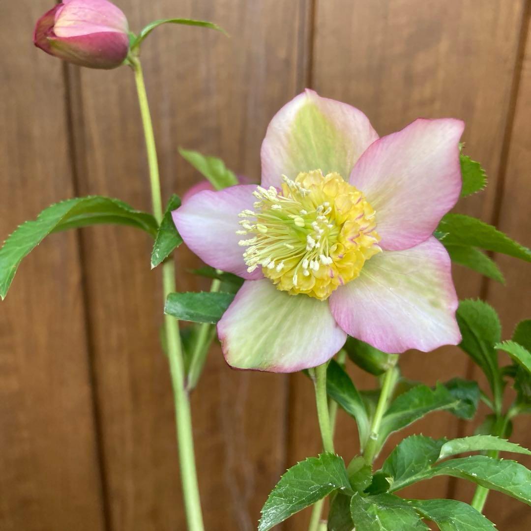 クリスマスローズ５　開花株　4.5寸ポット苗 　認定モーリー