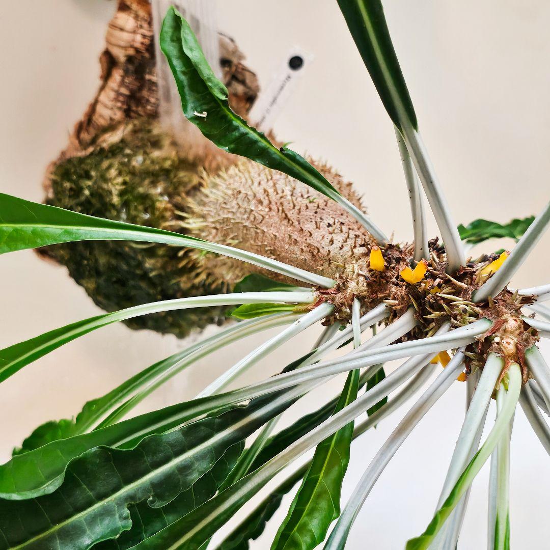 ミルメコディア アラータ myrmecodia alata 実(種子)