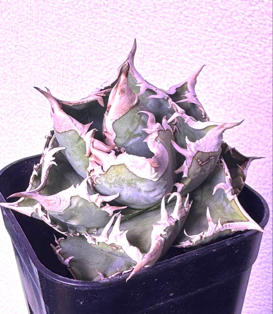 アガベ　cj special NS4 ホオジロザメ　大白鯊