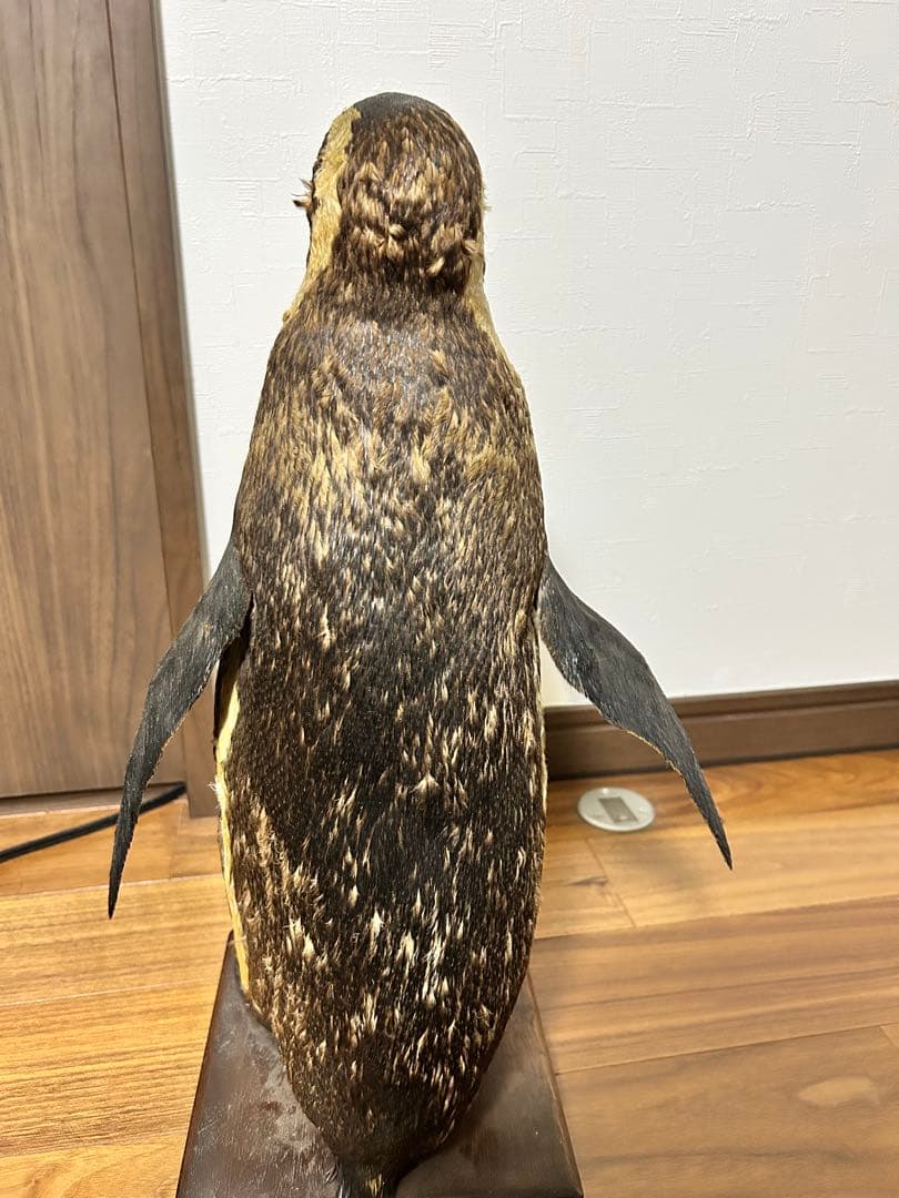 フンボルトペンギン剥製　国際希少野生動物種登録票付き