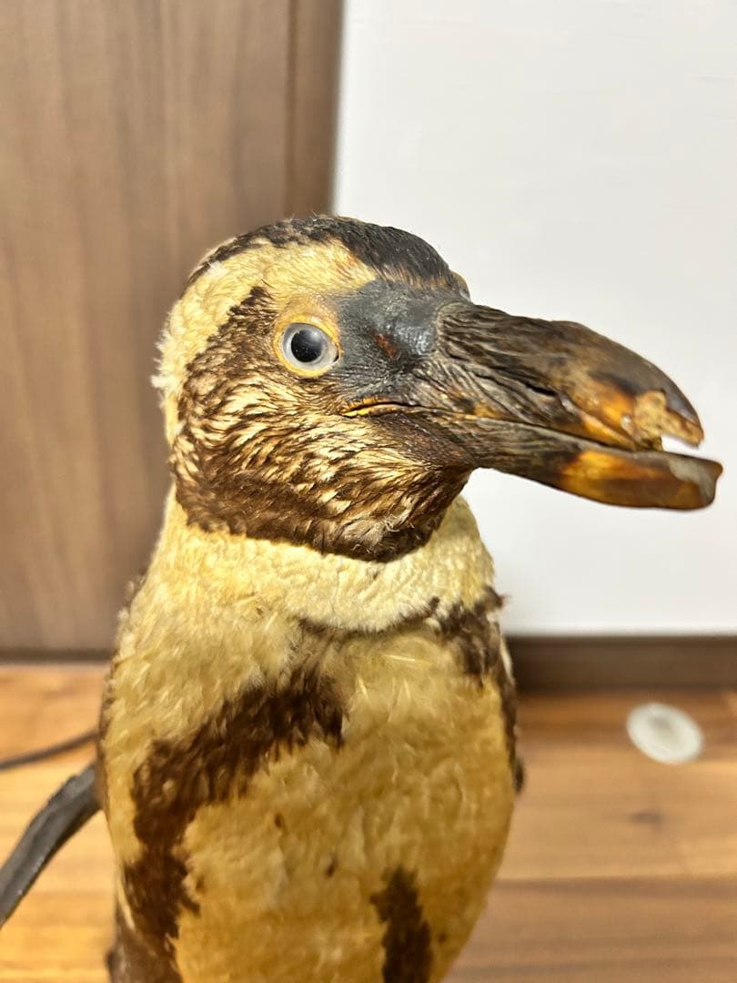 フンボルトペンギン剥製　国際希少野生動物種登録票付き