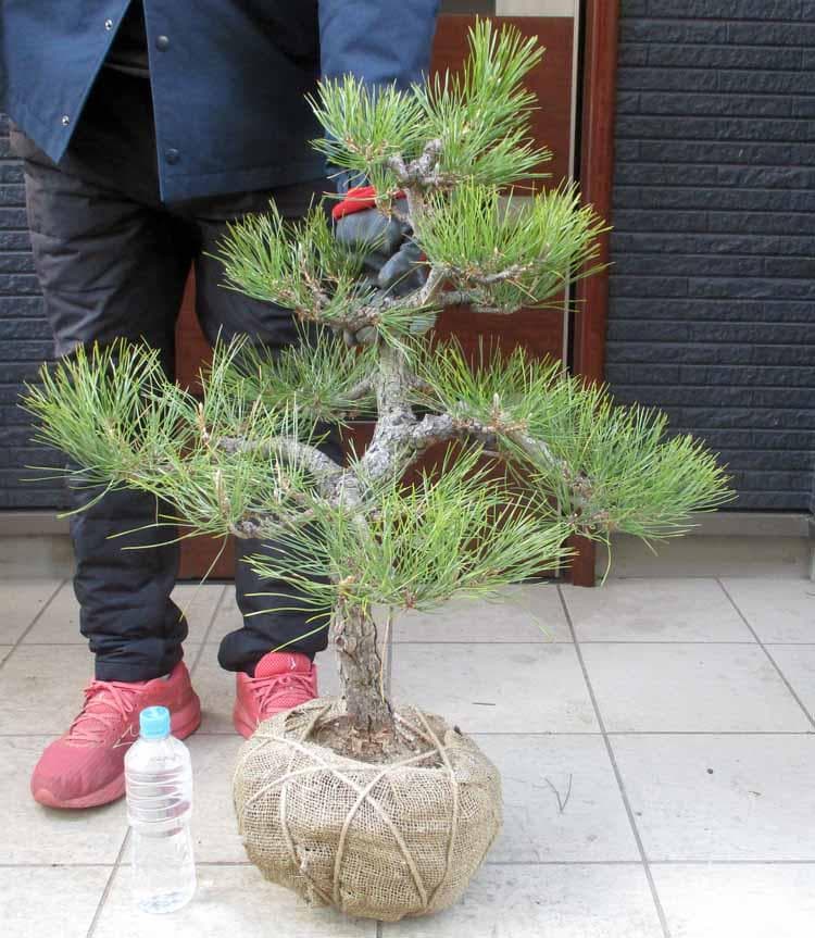 【現品】黒松（くろまつ）（クロマツ）根巻　 Mあ番