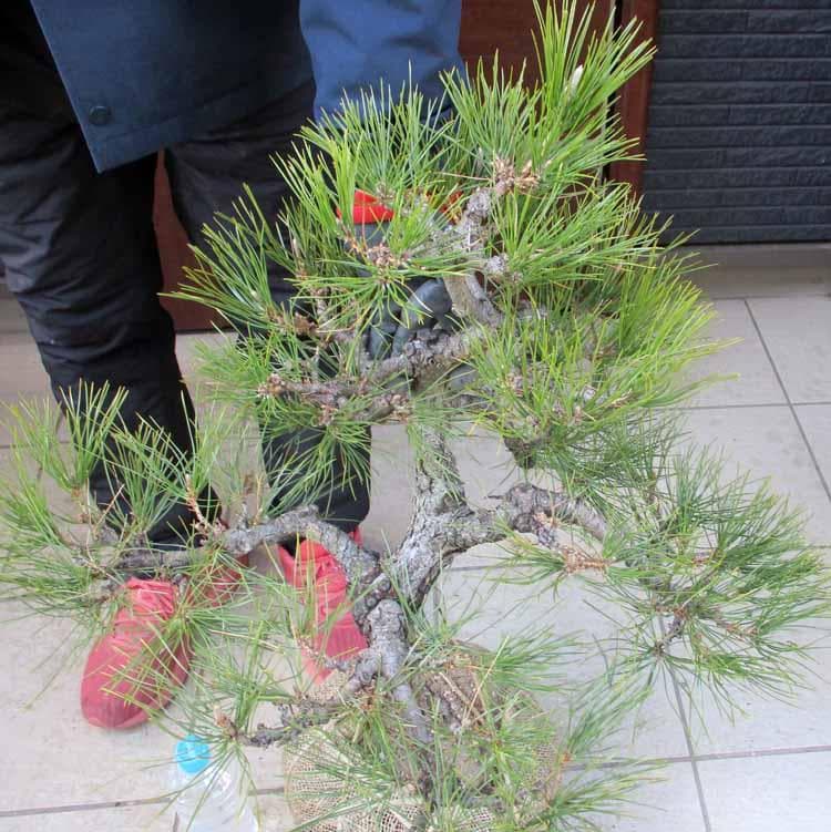 【現品】黒松（くろまつ）（クロマツ）根巻　 Mあ番