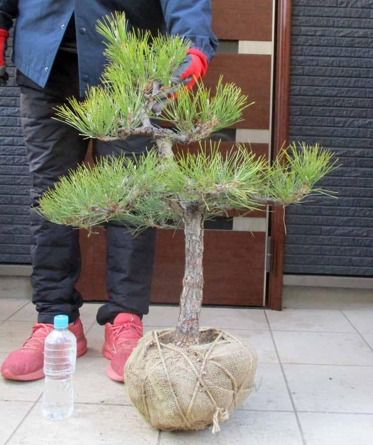 【現品】黒松（くろまつ）（クロマツ）根巻　 Mあ番