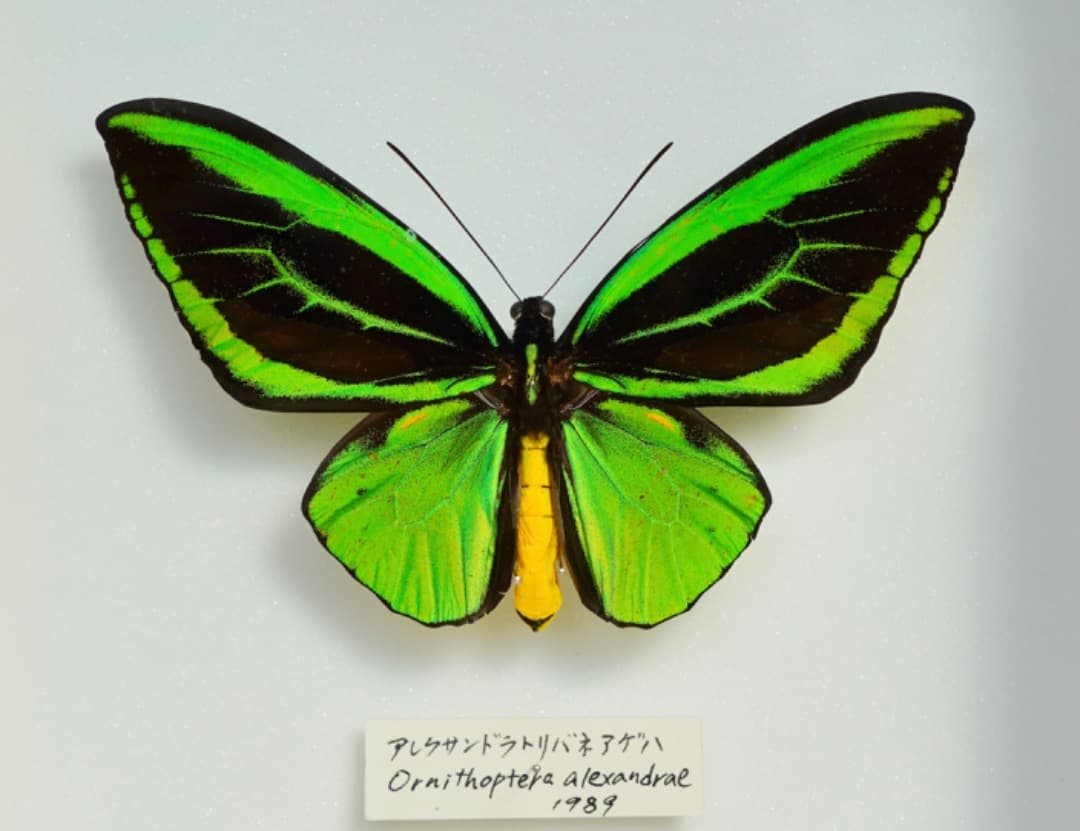 アレクサンドラトリバネアゲハ　雄標本（緑色・黒色、黄色）フレーム付き