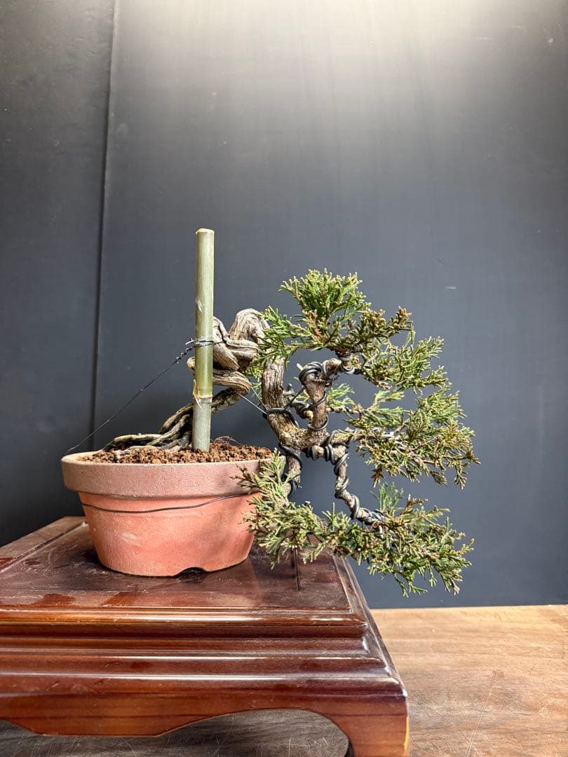 タクボマサヒロ様糸魚川真柏捻転根上がり盆栽素材　希少