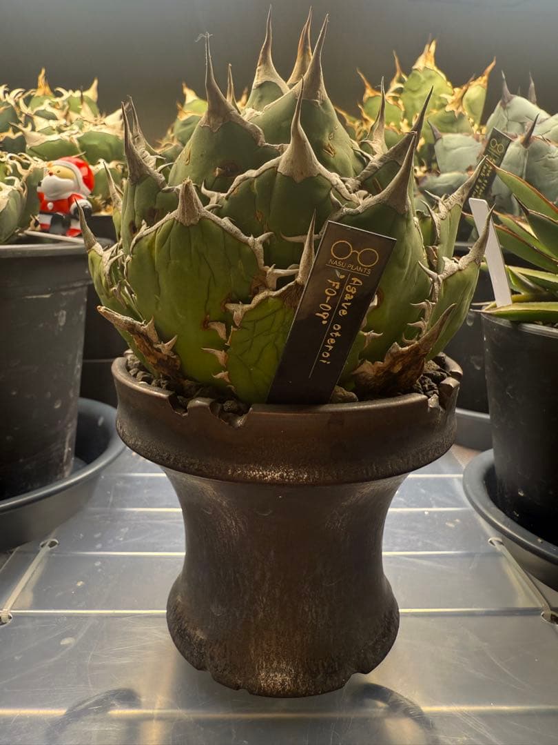 親株出品　アガベチタノタ \