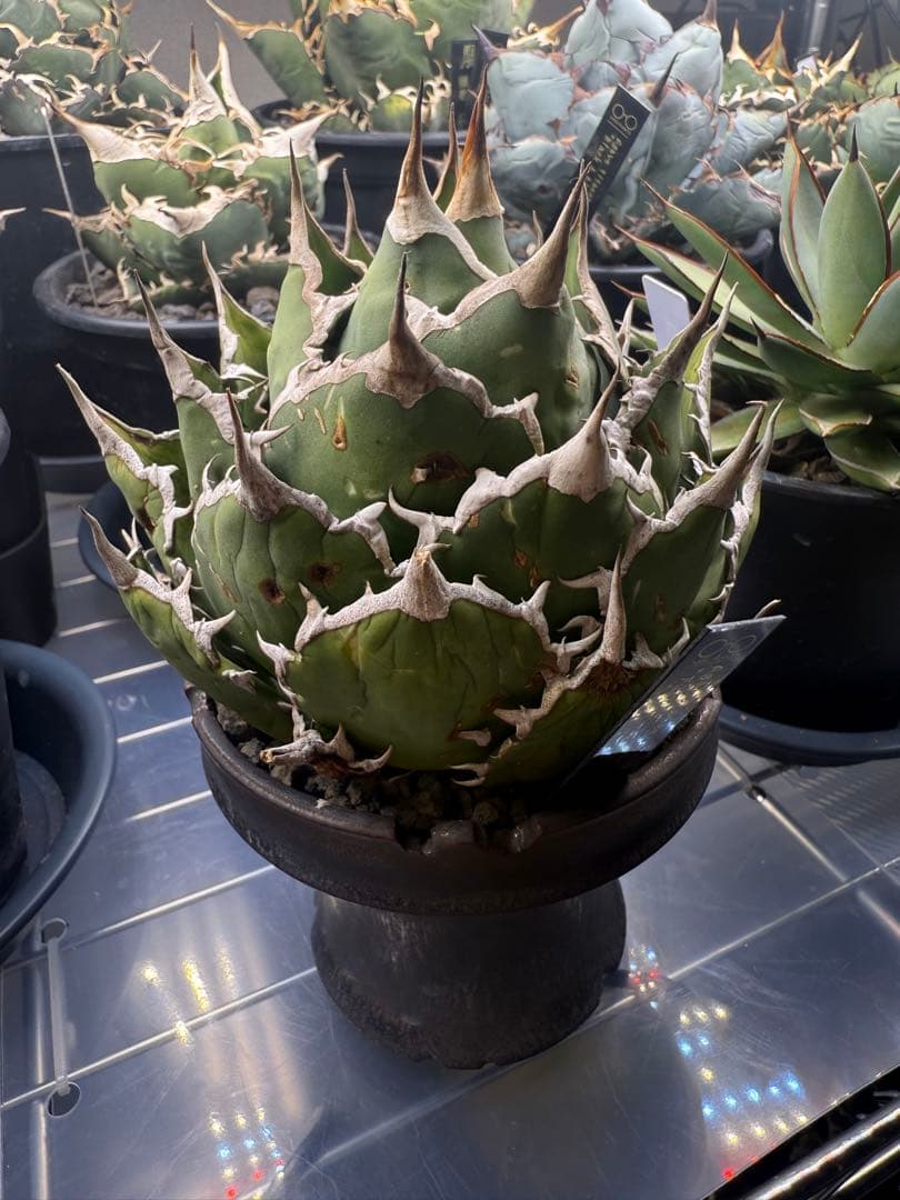 親株出品　アガベチタノタ \"fo07\" agave titanota