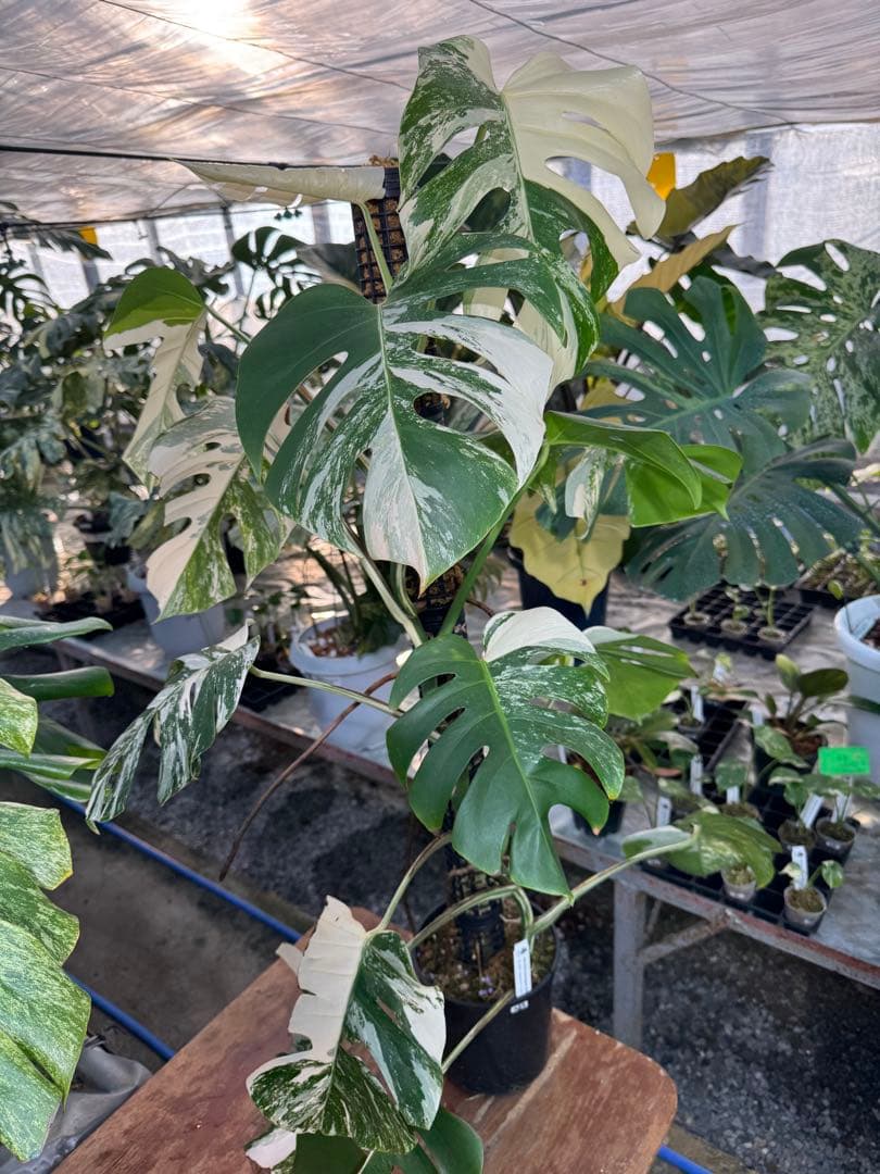 AB3モンステラ　ボルギシアナ　アルボ　白斑入り　鉢モスポール付き　高100cm