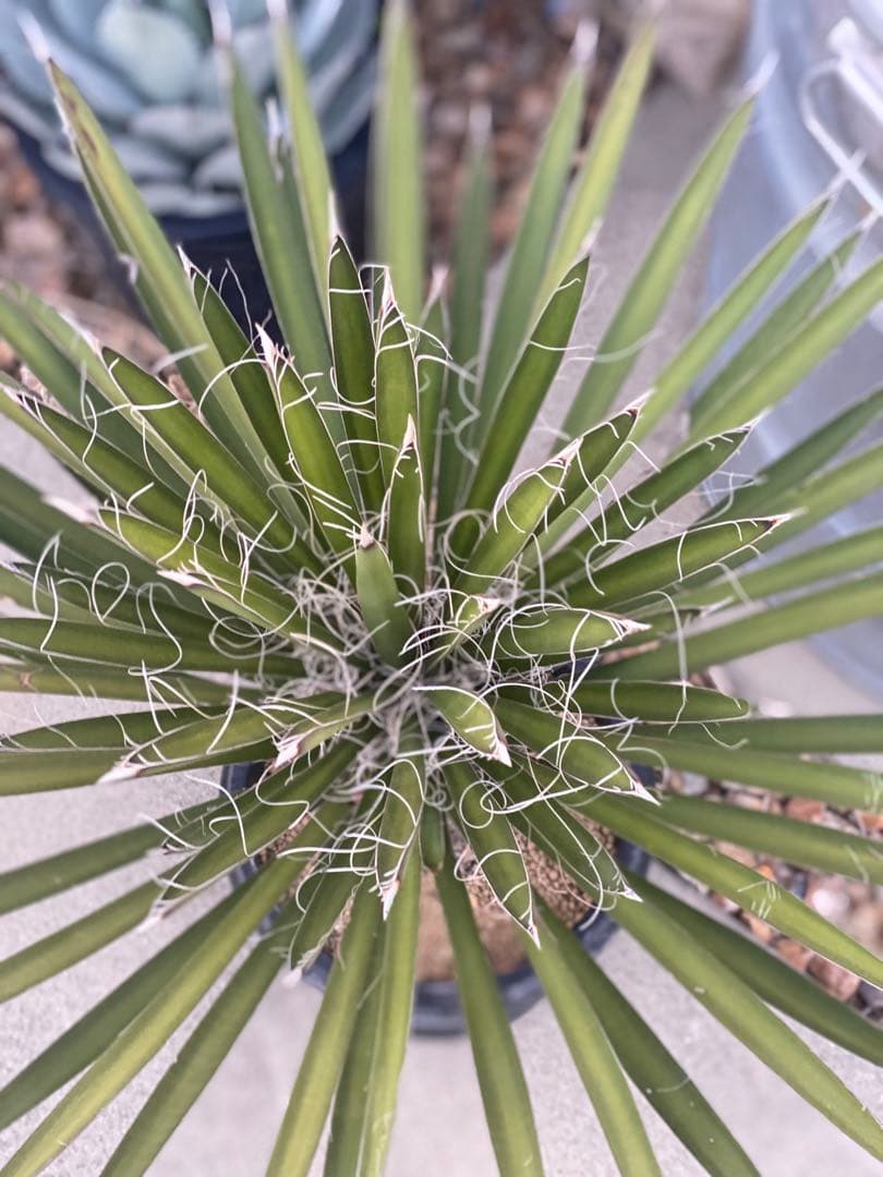 ⭐︎幹太⭐︎ユッカ　フィリフェラ