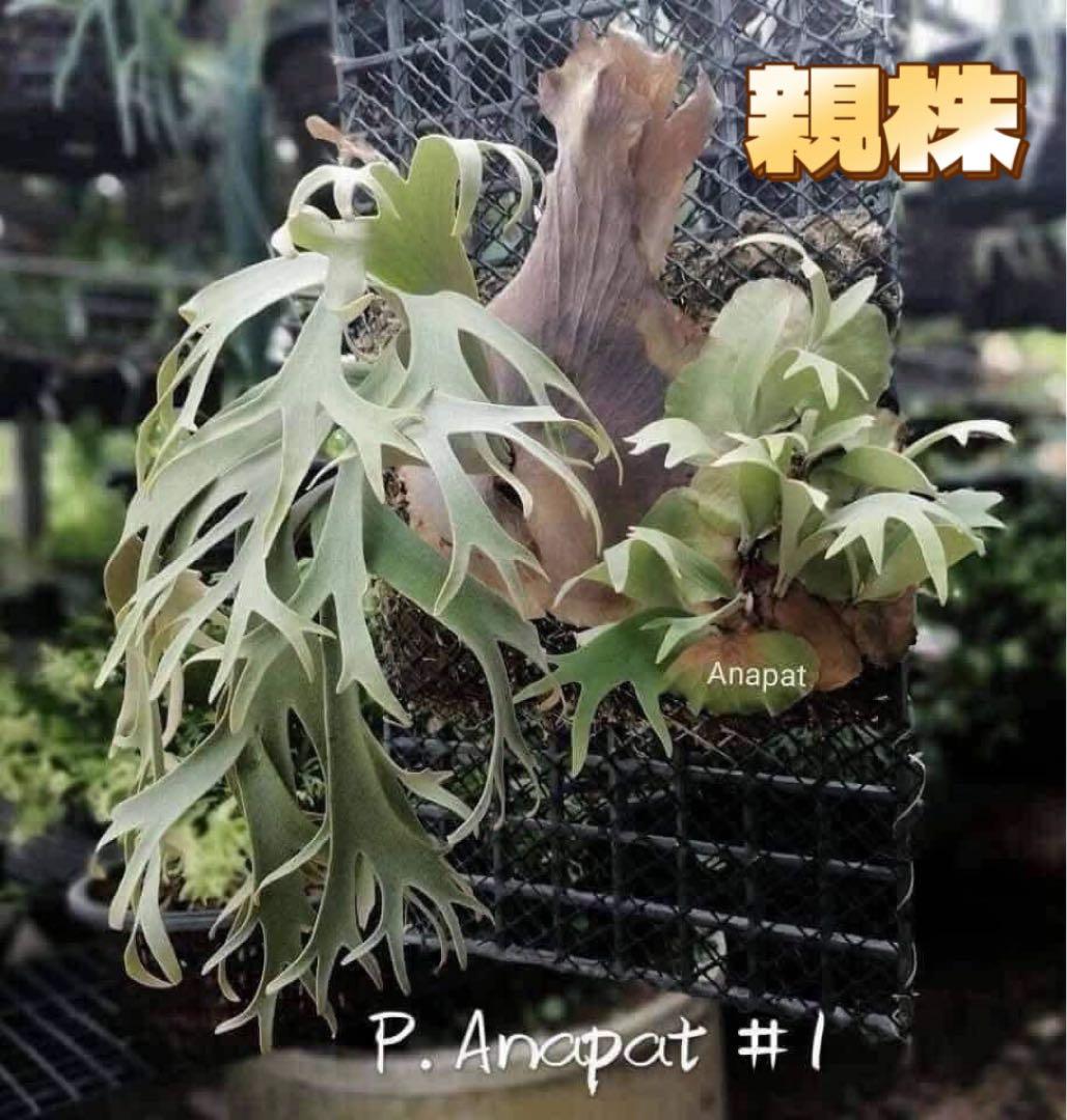 ビカクシダ　P. Anapat#1 sporeling