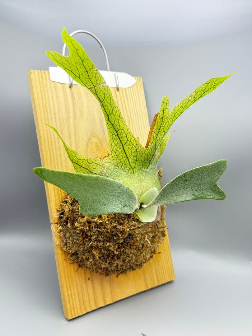 ビカクシダ　P. Anapat#1 sporeling