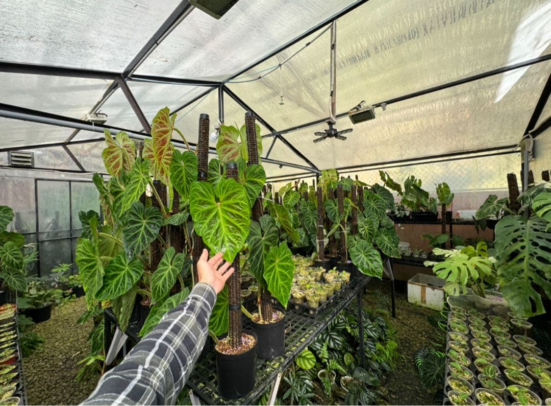 水苔無しモスポール　50本まとめ　20cmサイズ