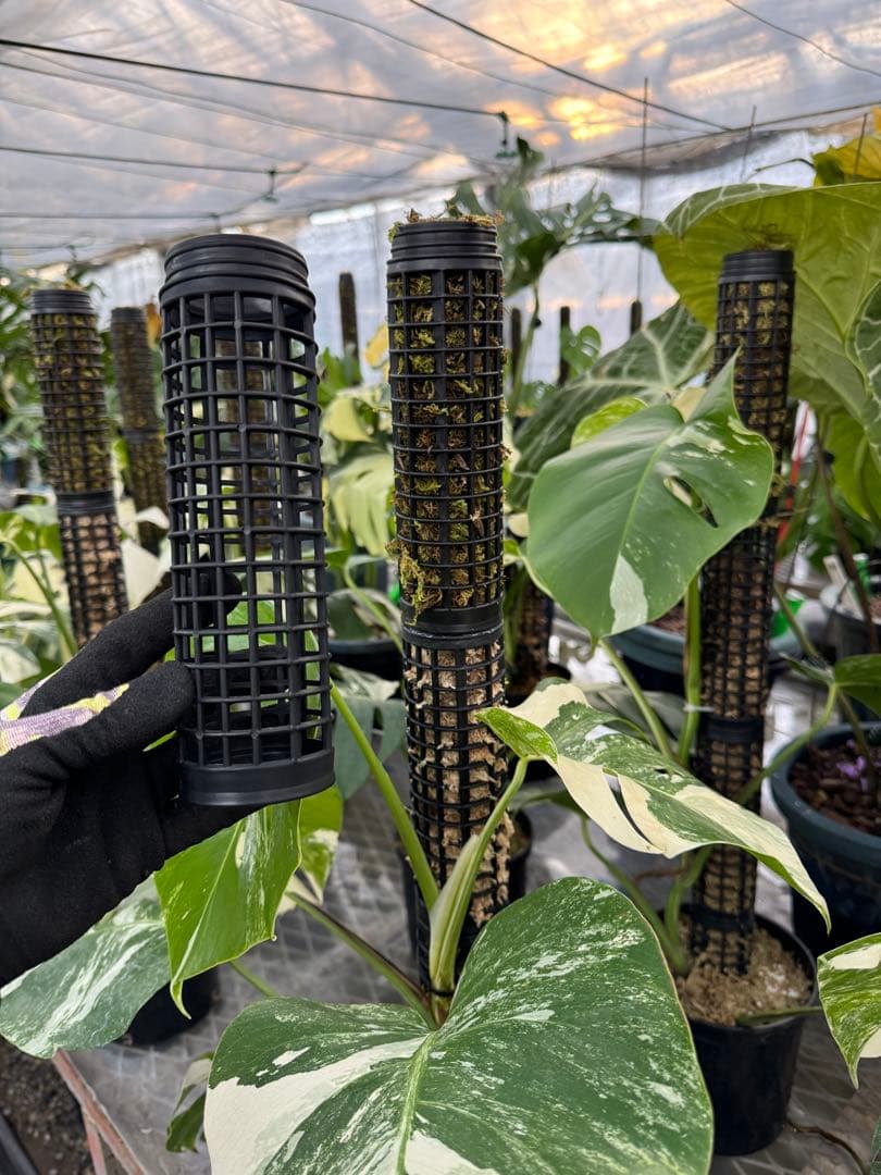 水苔無しモスポール　50本まとめ　20cmサイズ