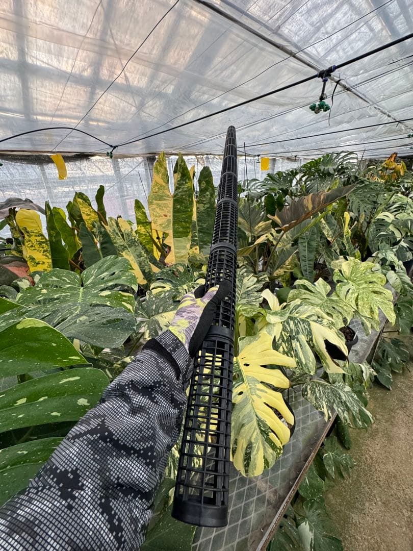 水苔無しモスポール　50本まとめ　20cmサイズ