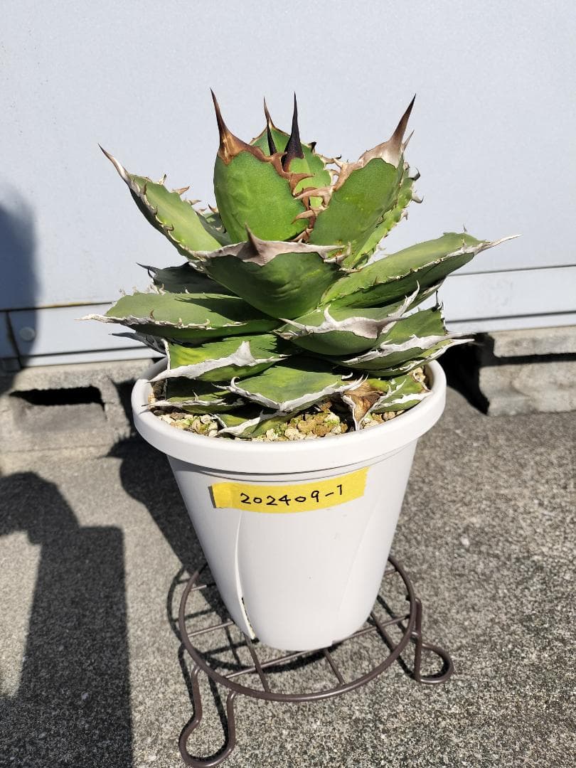 アガベ　チタノタ　シャークソード　鯊魚劍