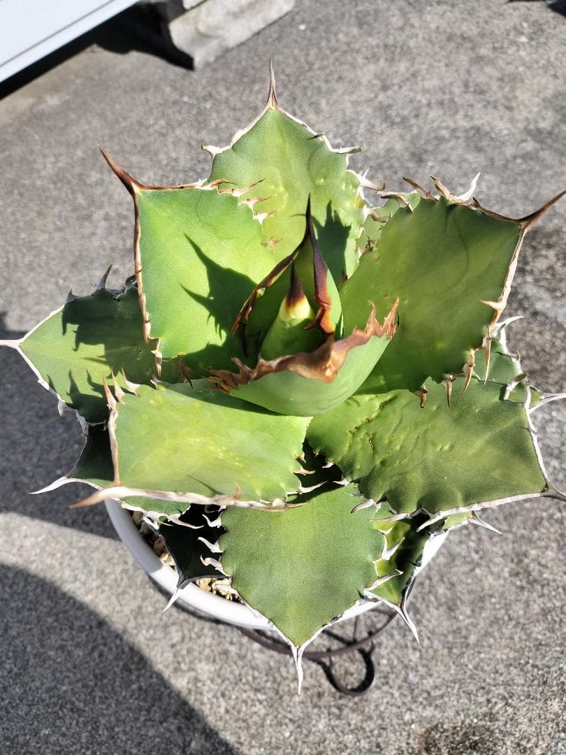 アガベ　チタノタ　シャークソード　鯊魚劍