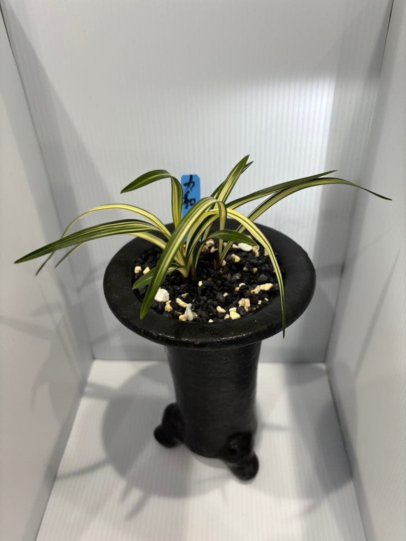 春蘭　韓国春蘭　力和